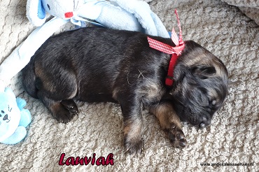 Lauviah, grauwe Oudduitse Herder reu van 1 week oud